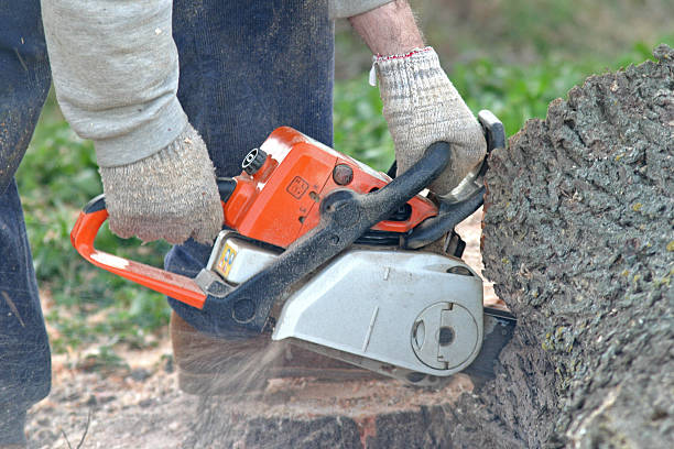 Best Tree Preservation Services  in Rahway, NJ